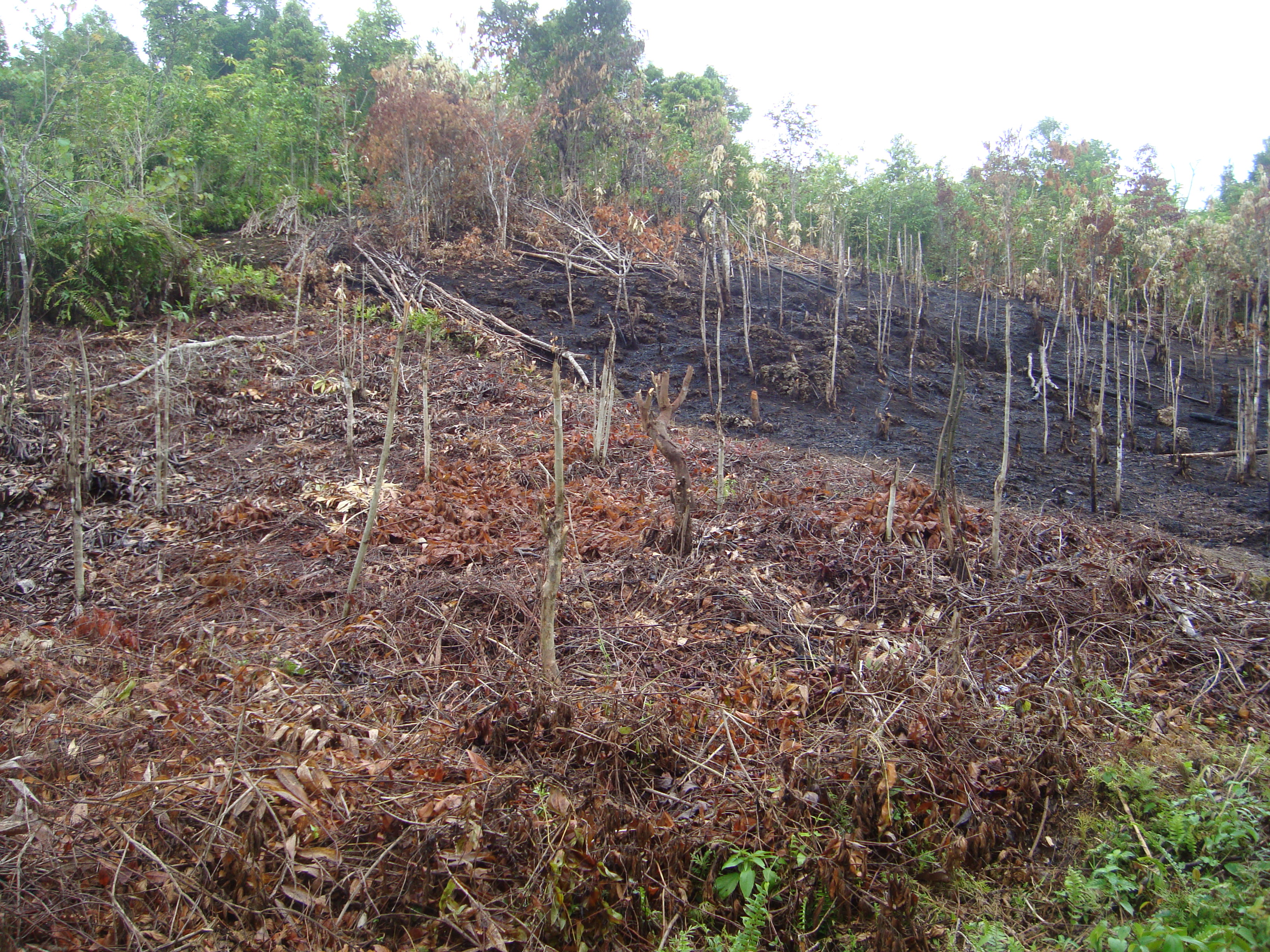 Memulihkan Hutan  di Wilayah KPH NoerDblog