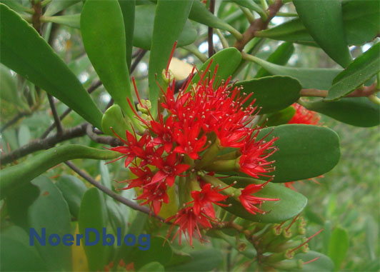 Hasil gambar untuk mangrove merah